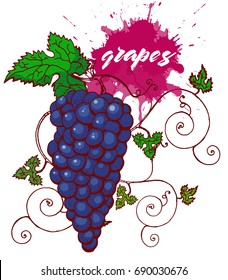 grapes,brush,vector illustration, isolated on white background ,hand drawing