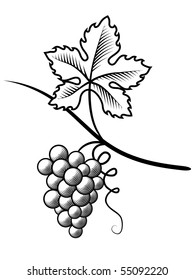 Grapes.Imitation engraving