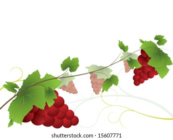 Grapevine background, more vine images in my portfolio