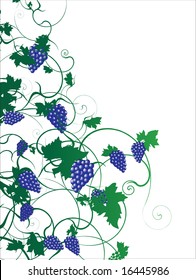 Grapevine background vector illustration