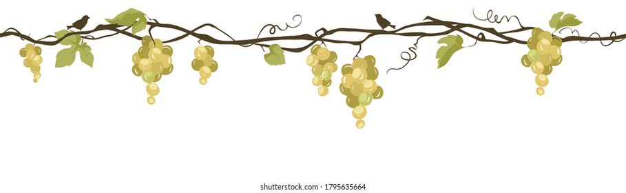Grapevine with birds / Seamless vector illustration, narrow background, floral design element for white wine	