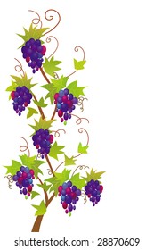 Grapevine border