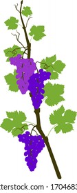 Grapevine branch with green leaves and blue bunch isolated on white background