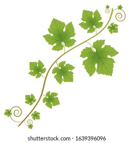 Grapevine branch with leaves on a white background. Decorative element for your design.