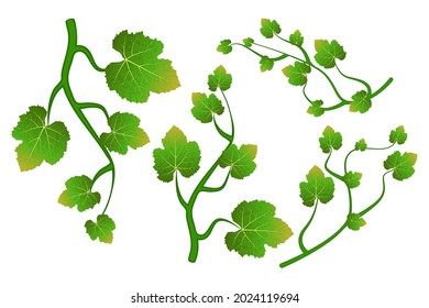 Grapevine climbing branch with leaves set isolated on white background.Grape vine or ivy creeper decorative plant.Wavy twigs.Stock vector illustration