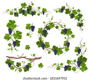 Grapevine climbing plant with purple grapes set, flat vector illustration isolated on white background. Grape vine creeper plant decorative frame.