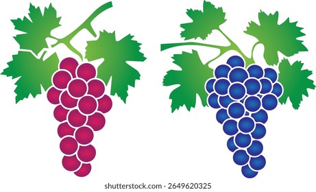 Coleção de Design de Vetor de Cor de Cluster de Grapevine