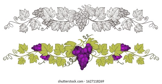 Grapevine, cluster of organic grapes, vine with leaves, tendrils. Vineyard, ripe fruit, harvest for winemaking. Hand drawn sketch illustration, monochrome and colourful vector on white background.