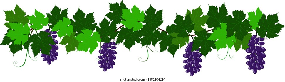 Grapevine with fruits of grapes. For registration of holidays of wine, summer, summer holidays or festivals, website design. . Vector illustration.