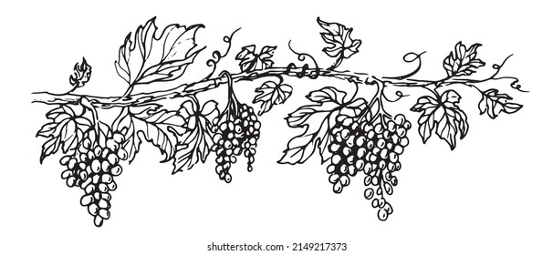 Grapevine with fruits and leaves. Vector illustration of Grape Vine. Hand drawn sketch in vintage style. Black color