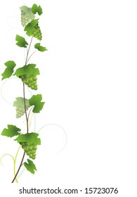 Grapevine with green grapes