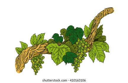Grapevine with green grapes, line art.