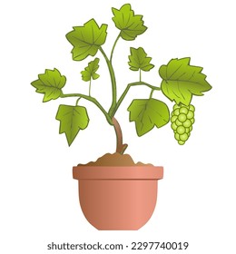 Grapevine growing in pot isolated on white background. Vector illustration.