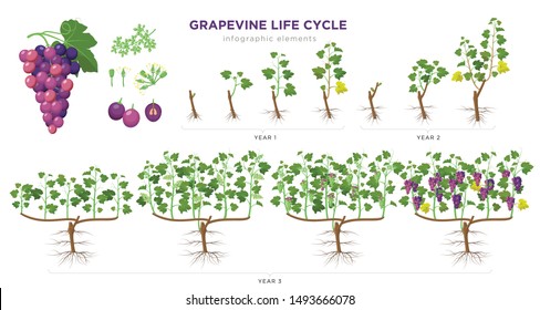 Grapevine growing stages infographic elements in flat design. Planting process of grape 1 - 3 years from seeds,  sprout, bud break, flowering, fruit set, veraison, harvest, ripe grape bunch isolated.