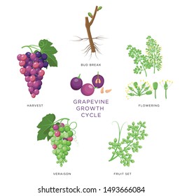 Grapevine growth infographic elements isolated on white, flat design set. Planting process of grape from seeds,  bud break, flowering, fruit set, veraison, harvest, ripe grape bunch. Grape growth.