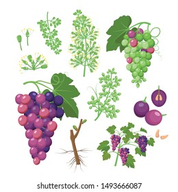 Grapevine growth set of infographic elements isolated on white, flat design illustrations. Planting process of grape from seeds, bud break, flowering, fruit set, veraison, harvest, ripe grape bunch.