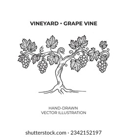 Grapevine. A hand-drawn vineyard vector illustration, captured in an elegant monochrome vintage style.