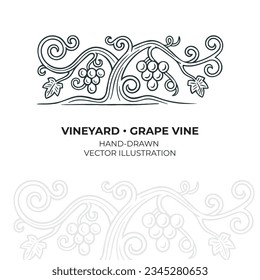 Grapevine. A hand-drawn vineyard vector illustration, captured in an elegant monochrome vintage style. 