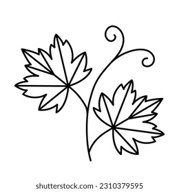 Grapevine icon. Vine with grape leaves and swirls. Line vector illustration isolated on white background.