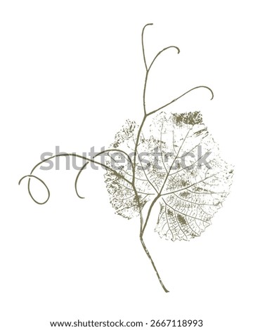 Grapevine imprint, grape leaf with curly tendrils, botanical stamp on white background.