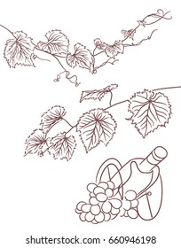 grapevine leaves design elements. bottle and grapes. vector