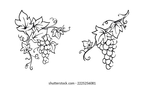 Grapevina con hojas ilustración bayas vectoriales dibujadas a mano dibujo vintage
