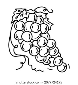 Ilustración vectorial lineal grapevina en estilo boceto