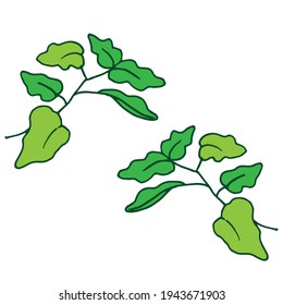 grapevine on white background. green leaf with branch. green outline. hand drawn vector. vector illustration. doodle art for wallpaper, greeting card, poster, banner, advertising, presentation. 