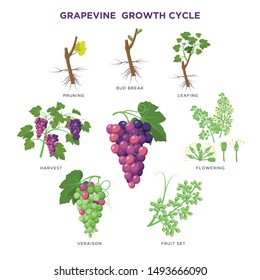 Grapevine plant growing infographic elements isolated on white, illustrations flat design. Planting process of grape from seeds, bud break, flowering, fruit set, veraison, harvest, ripe grape bunch. 