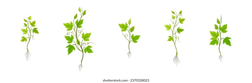 Grapevine Plant Growth with Young Sapling Development Vector Set