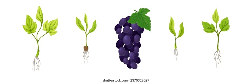 Grapevine Plant Growth with Young Sapling Development Vector Set