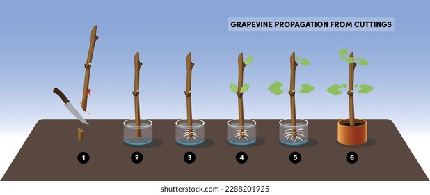 Grapevine propagation from cuttings, gardening scheme, vector illustration
