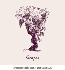 Grapevine tree with inscription, hand drawn doodle, drawing suitable for wine label design, sketch in pop art style, black and white vector illustration