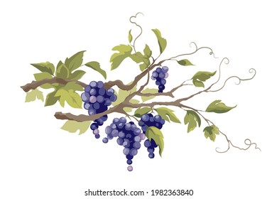 Grapevine - vector illustration. Design elements with a twisting vine with leaves and berries. Freehand drawing in watercolor style.	