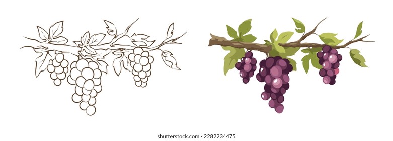 Grapevine - vector illustration. Design elements with a branch vine with leaves and black berries. Freehand drawing in watercolor style.