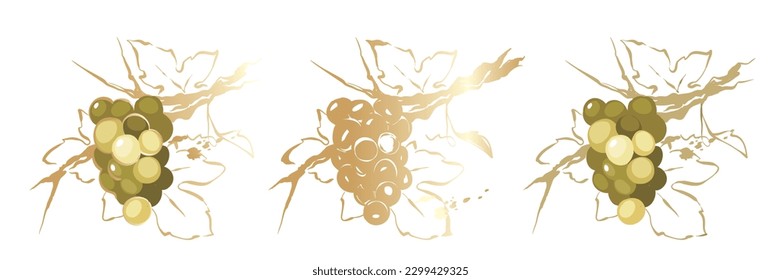 Grapevine - vector illustration. Design elements with a branch vine, green berries and with golden brush strokes. Freehand drawing in watercolor style.	