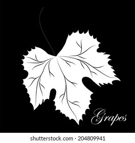 Grapevine. Vector wine design elements. 