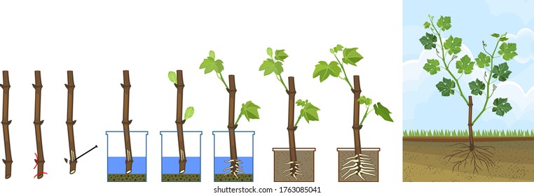 Grapevine vegetative reproduction scheme. Growth stages from propagule (stem cutting) to young rooted grapevine plant isolated on white background