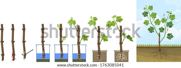 Grapevine vegetative reproduction scheme.\
Growth stages from propagule (stem cutting) to young rooted\
grapevine plant isolated on white\
background