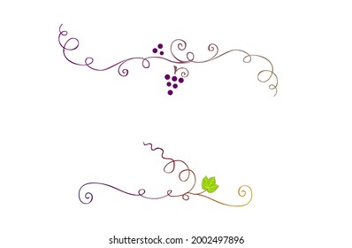 Grapevines decorations. Floral text dividers. Winerie adornments. Decorative vines. Vineyard ornaments. Swirl plants border. Viticulture decor. Vine leaf and purple grapes.