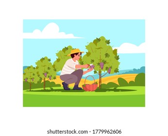 Grapewine crop semi flat vector illustration. Harvest for local winery production. Countryside plantation hills. Male farmer picking grapes 2D cartoon characters for commercial use