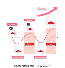Graph illustration of efficient muscle growth (supercompensation mechanism)