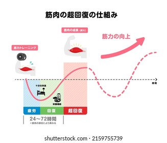 Graph Illustration Of Efficient Muscle Growth (supercompensation Mechanism) | Japanese. Translation: Training, Muscle Hypertrophy, Fatigue, Recovery, Super-compensation, Rest, Nutrition, 24-72 Hours. 