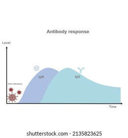 A Graph Represent The Correlation Between Antibody Response (IgM And IgG) Level And Responding Time After Viral Infection. 