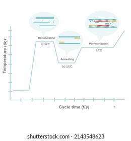 Ein Diagramm stellt die Korrelation zwischen Temperatur und Zykluszeit der bedeutenden Reaktion dar, die bei der Verstärkung der DNA der PCR-Schritte (Denaturierung, Glühen und Polymerisation) auftritt  