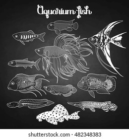 Graphic aquarium fishes drawn in line art style. Under water scenery isolated on the chalkboard