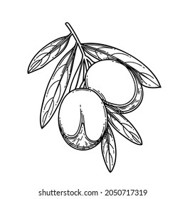Graphic argan branch. Vector botanical design isolated on white background