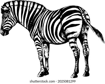 graphic background vector illustration, zebra wild striped horse