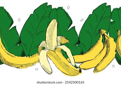 Graphic banana yellow fruit seamless border with leaves. Hand drawn vector illustration. Tropical fruit. Packaging design, menu design, juice packaging. Banana pattern
