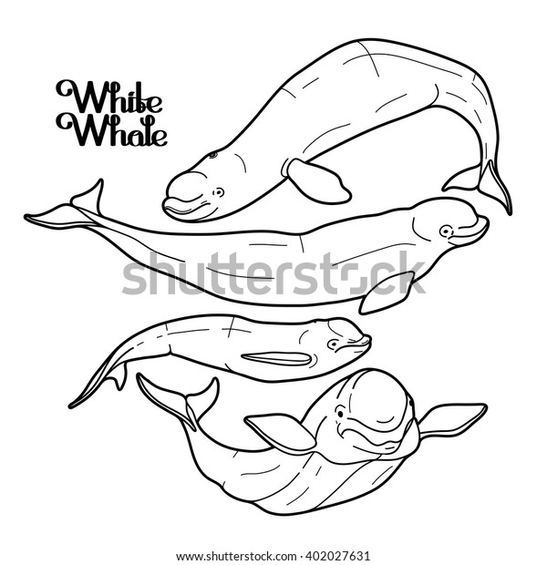 Suchen Sie Nach Graphic Beluga Whale Collection Sea Creature Stockbildern In Hd Und Millionen Weiteren Lizenzfreien Stockfotos Illustrationen Und Vektorgrafiken In Der Shutterstock Kollektion Jeden Tag Werden Tausende Neue Hochwertige Bilder